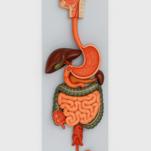 Human Digestive System Model, Superior Model on Board (30"x12")