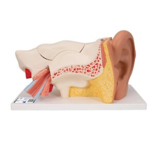 Human Ear Model – On Base
