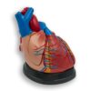 Human Heart Model – Jumbo Human Heart on Base (4 Parts Dissectible)