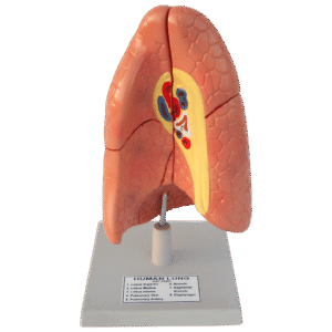 Human Lungs Model (Basic Model)