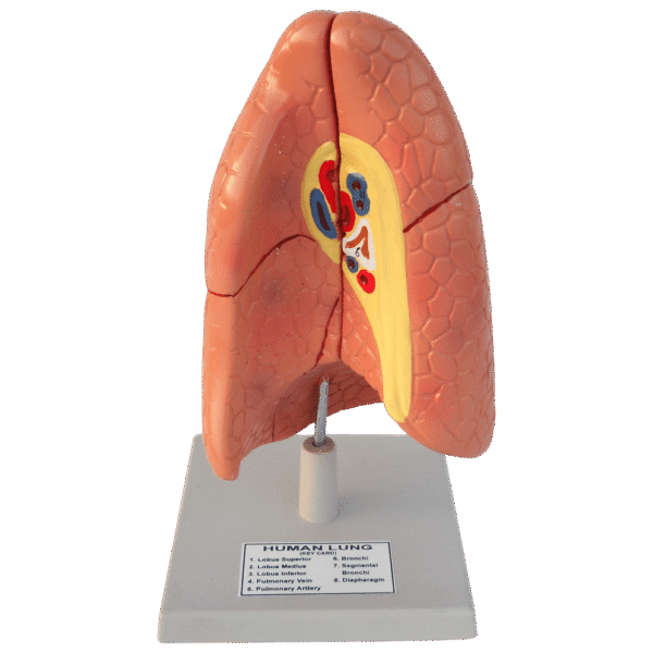 Human Lungs Model (Basic Model)
