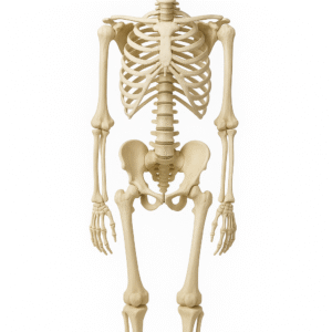 Human Skeleton, Full Size (Fibre), Superior Quality