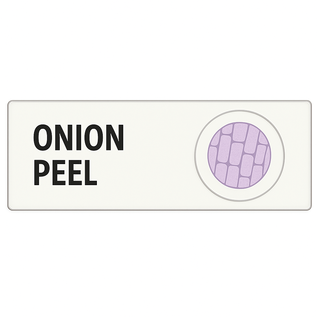 Prepared Microscope Slide – Plant Tissue: Onion Peel