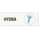 Prepared Microscope Slide – Hydra